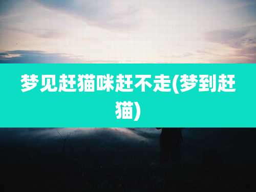 梦见赶猫咪赶不走(梦到赶猫)