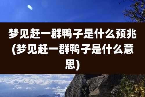 梦见赶一群鸭子是什么预兆(梦见赶一群鸭子是什么意思)