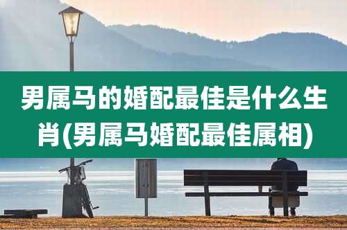 男属马的婚配最佳是什么生肖(男属马婚配最佳属相)