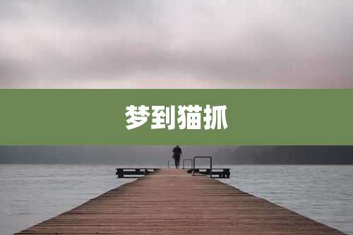 梦到猫抓