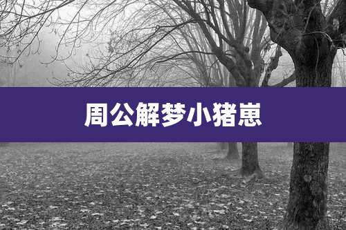 周公解梦小猪崽