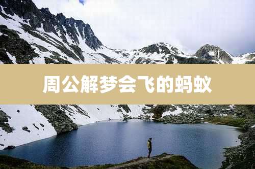 周公解梦会飞的蚂蚁