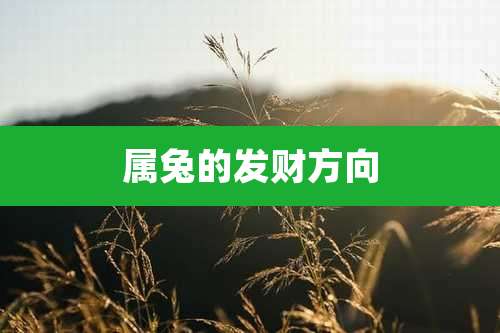 属兔的发财方向