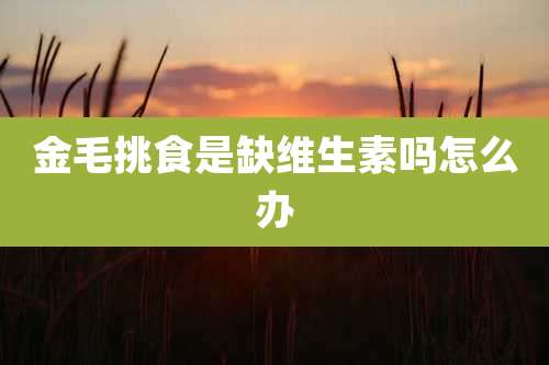 金毛挑食是缺维生素吗怎么办