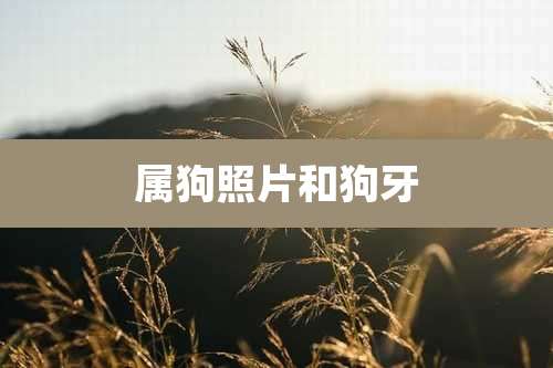 属狗照片和狗牙