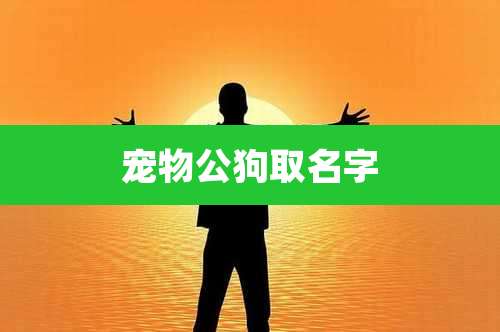 宠物公狗取名字