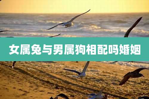 女属兔与男属狗相配吗婚姻