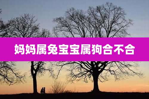 妈妈属兔宝宝属狗合不合
