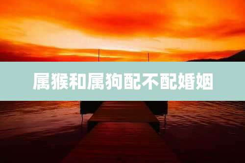 属猴和属狗配不配婚姻