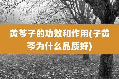 黄芩子的功效和作用(子黄芩为什么品质好)