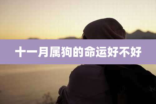 十一月属狗的命运好不好