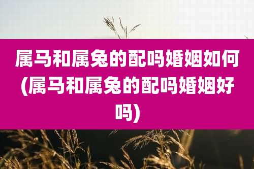 属马和属兔的配吗婚姻如何(属马和属兔的配吗婚姻好吗)