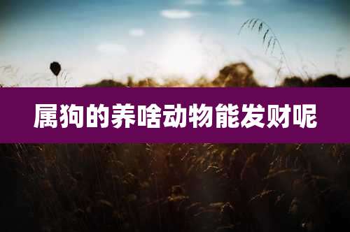 属狗的养啥动物能发财呢