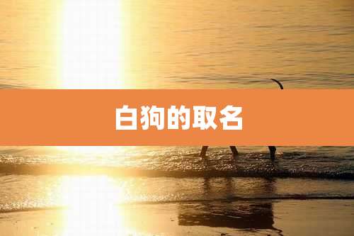 白狗的取名