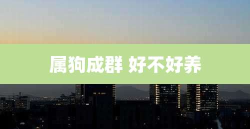 属狗成群 好不好养