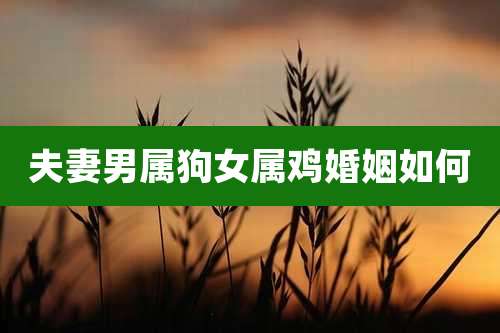 夫妻男属狗女属鸡婚姻如何