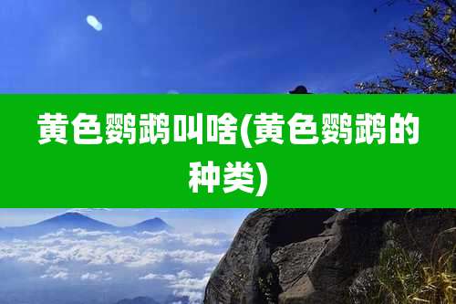 黄色鹦鹉叫啥(黄色鹦鹉的种类)