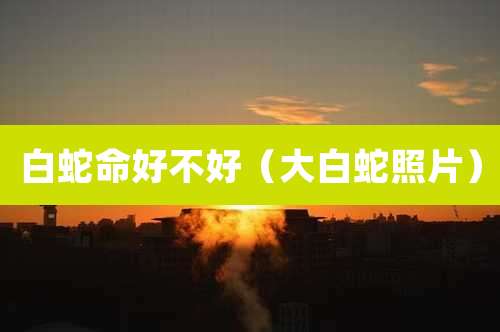 白蛇命好不好(大白蛇照片)