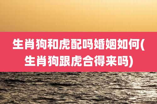 生肖狗和虎配吗婚姻如何(生肖狗跟虎合得来吗)