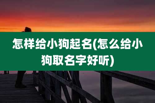 怎样给小狗起名(怎么给小狗取名字好听)
