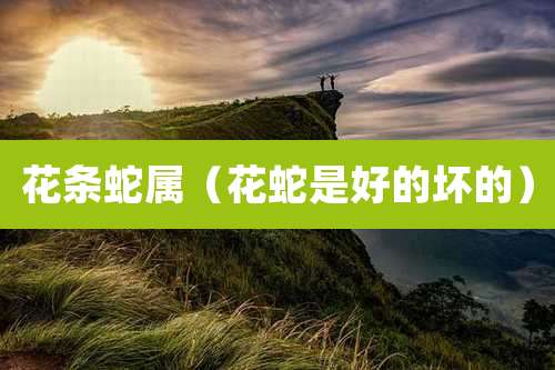 花条蛇属（花蛇是好的坏的）