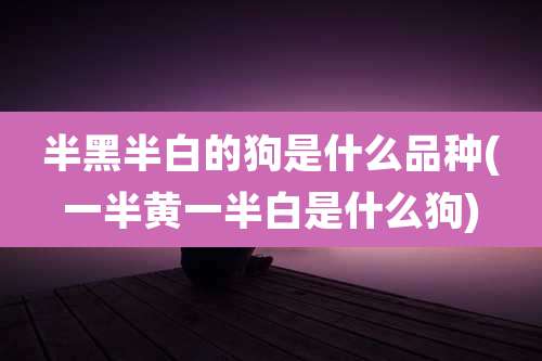 半黑半白的狗是什么品种(一半黄一半白是什么狗)