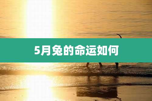 5月兔的命运如何