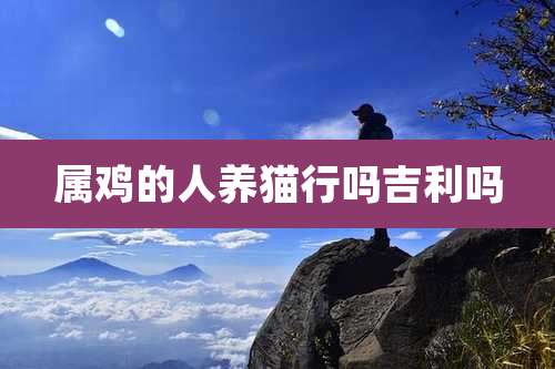 属鸡的人养猫行吗吉利吗