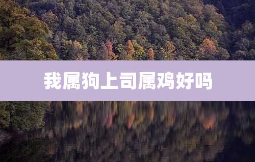 我属狗上司属鸡好吗