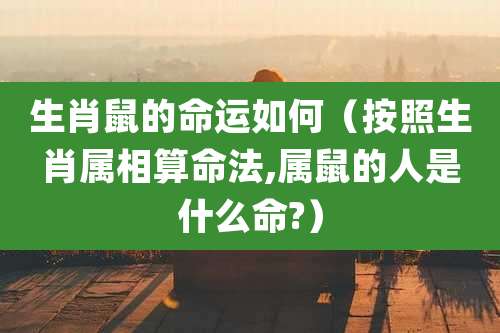 生肖鼠的命运如何(按照生肖属相算命法,属鼠的人是什么命?)