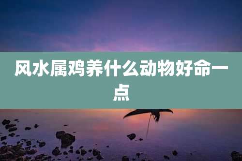 风水属鸡养什么动物好命一点