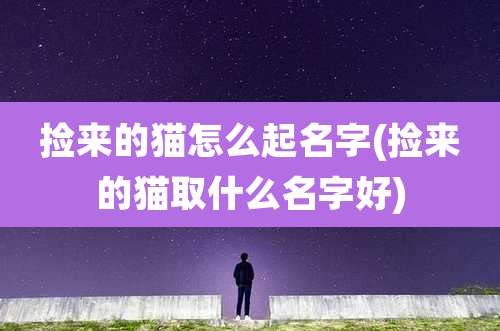 捡来的猫怎么起名字(捡来的猫取什么名字好)