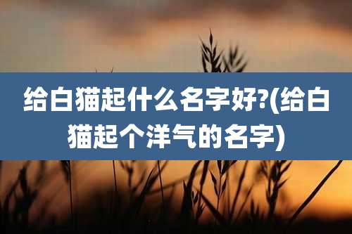 给白猫起什么名字好?(给白猫起个洋气的名字)