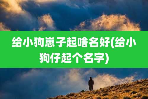 给小狗崽子起啥名好(给小狗仔起个名字)