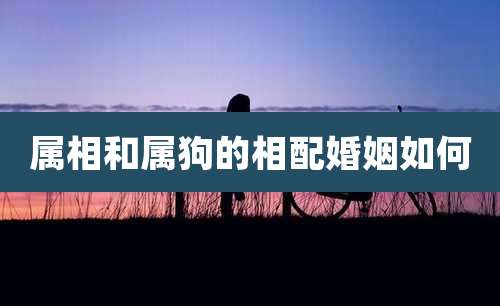 属相和属狗的相配婚姻如何