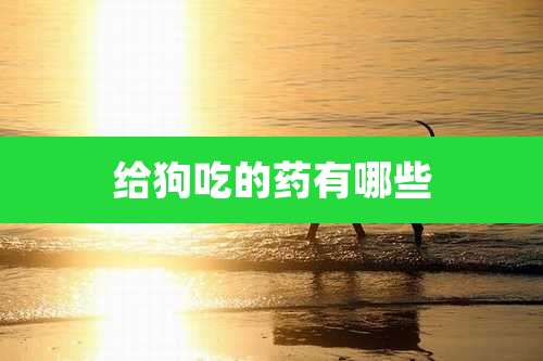 给狗吃的药有哪些