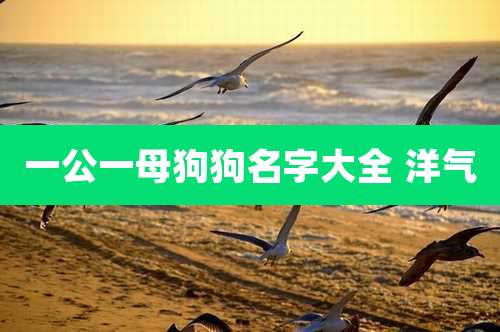 一公一母狗狗名字大全 洋气