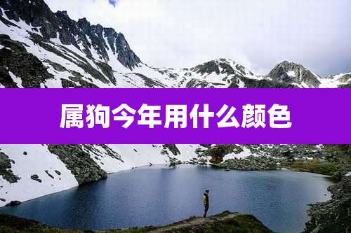 属狗今年用什么颜色