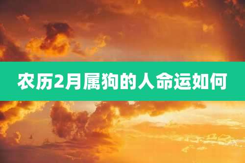 农历2月属狗的人命运如何