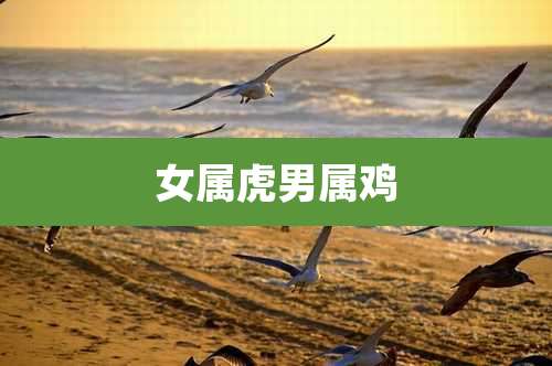 女属虎男属鸡