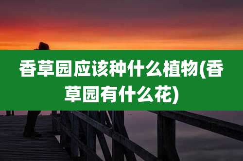 香草园应该种什么植物(香草园有什么花)