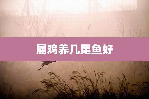 属鸡养几尾鱼好