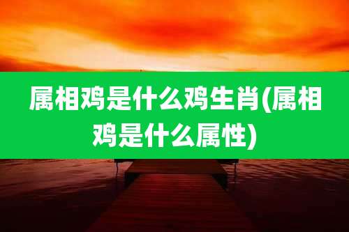 属相鸡是什么鸡生肖(属相鸡是什么属性)
