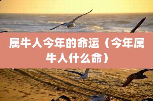 属牛人今年的命运(今年属牛人什么命)
