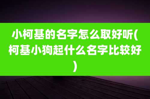 小柯基的名字怎么取好听(柯基小狗起什么名字比较好)