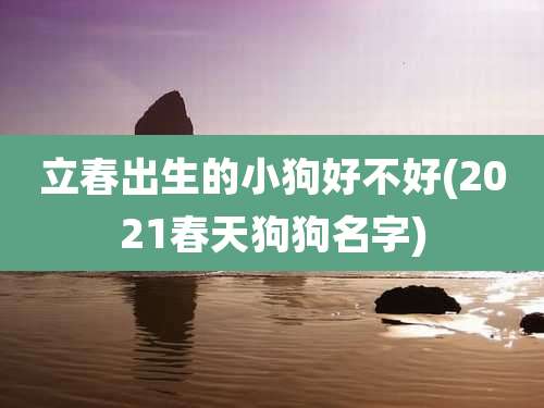 立春出生的小狗好不好(2021春天狗狗名字)