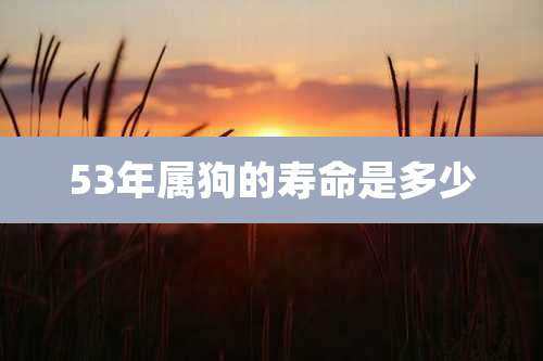 53年属狗的寿命是多少