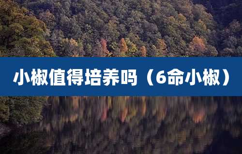 小椒值得培养吗(6命小椒)