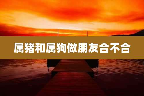 属猪和属狗做朋友合不合