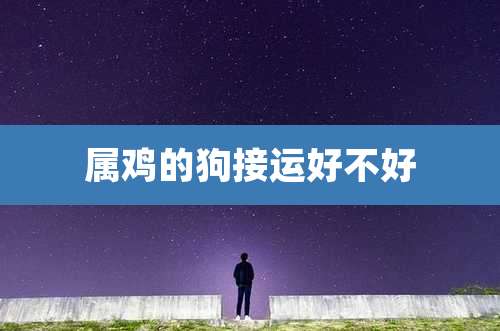 属鸡的狗接运好不好